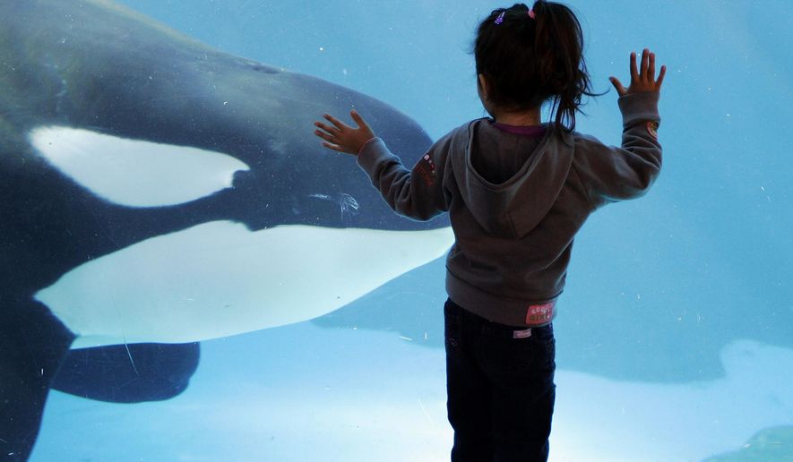 FILE - In this Nov. 30, 2006, file photo, a young girl watches through the glass as a killer whale passes by while swimming in a display tank at SeaWorld in San Diego. SeaWorld San Diego is ending its controversial and long-running killer whale show. The show that featured orcas cavorting with trainers and leaping high out of a pool ends, Sunday, Jan. 8, 2017. This summer, the park will unveil a new attraction in the pool. Orca Encounter is being billed as an educational experience that will show how killer whales eat, communicate and navigate. The park has 11 orcas. (AP Photo/Chris Park, File)