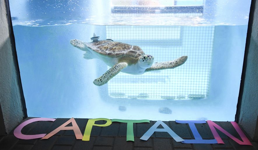 In this Wednesday, Jan. 4, 2017 photo, a sea turtle named Captain swims in her tank at Mote Marine in Sarasota, Fla., Captain has been at Mote Marine, since 2014 so that she could be rehabilitated and work on her diving and floating skills after being hit by a boat many years ago. She now has weights on the back of her shell to help her but she will never be able to be released back into the wild. She was transferred to Broward County&#39;s yet-to-open Carpenter House Marine Environmental Education Center on Jan. 4. (Rachel O&#39;Hara/Sarasota Herald-Tribune via AP)