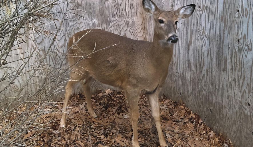 This Jan. 5, 2017 photo provided by The Evelyn Alexander Wildlife Rescue Center Inc. shows a deer being cared for by the rescue center on Long Island in Hampton Bays, N.Y. Recent New York state guidelines mandating limited intervention have stirred heated debate and even a lawsuit. Under those guidelines, the largely volunteer force of 1,300 licensed wildlife rehabilitators in the state can no longer nurse injured or sick adult white-tailed deer indefinitely. They have 48 hours to either release or euthanize them, making this deer's fate uncertain. (Virginia Frati/The Evelyn Alexander Wildlife Rescue Center, Inc. via AP)