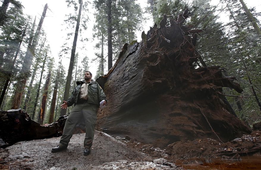 California State Parks Supervising Ranger Tony Tealdi talks to reporters at hthe fallen Pioneer Cabin Tree at Calaveras Big Trees State Park, Monday, Jan. 9, 2017, in Arnold, Calif. Famous for a "drive-thru" hole carved into its trunk, the giant sequoia was toppled over by a massive storm Sunday. (AP Photo/Rich Pedroncelli)