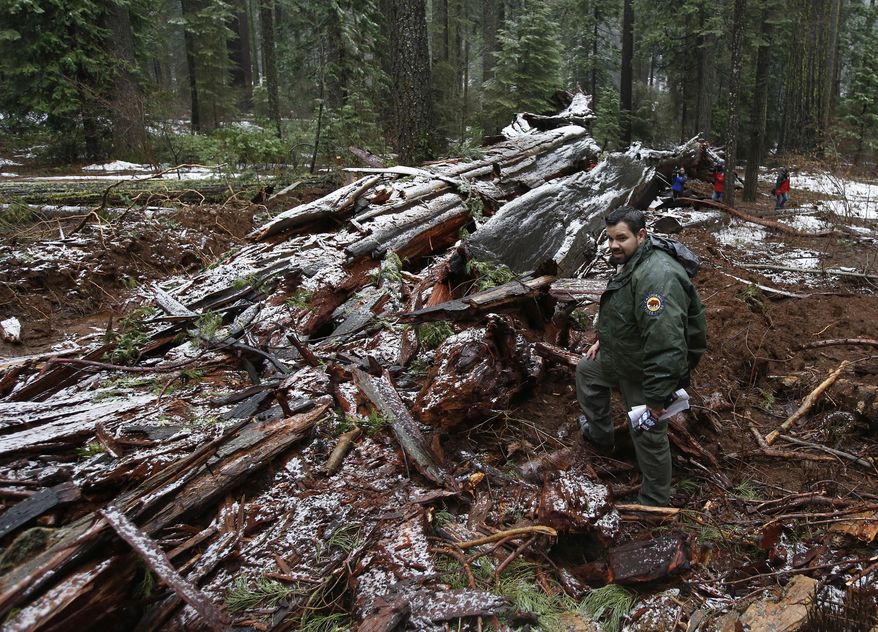 California State Parks Supervising Ranger Tony Tealdi looks over the fallen Pioneer Cabin Tree at Calaveras Big Trees State Park Monday, Jan. 9, 2017, in Arnold, Calif. Famous for a "drive-thru" hole carved into its trunk, the giant sequoia was toppled over by a massive storm Sunday. (AP Photo/Rich Pedroncelli)