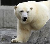 polar_bear_recovery_plan_85621.jpg
