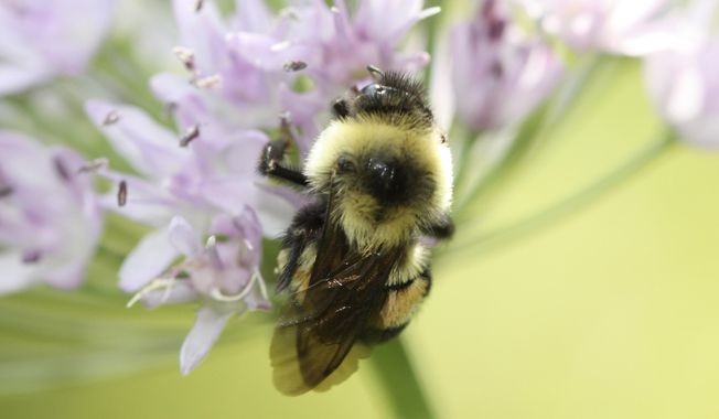 This 2012 photo provided by The Xerces Society shows a rusty patched bumblebee in Minnesota. Federal officials said Tuesday, Jan. 10, 2017, that the rusty patched bumblebee has become the first bee species in the continental U.S. to be declared endangered after suffering a dramatic population decline over the past 20 years. (Sarina Jepsen/The Xerces Society via AP)