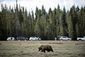 bringing_back_grizzlies_88449.jpg
