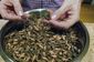 food_and_farm-edible_crickets_77245.jpg