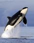 orca_protection_zone_77235.jpg