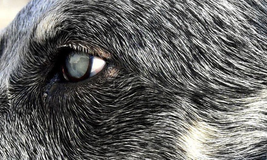 ADVANCE FOR SATURDAY JAN. 14 AND THEREAFTER - In a Dec. 29, 2016 photo, a close up of Spock's eyes shows unique coloring. Spock is blind. Despite his disability he was adopted by Weld County Sheriff Animal Control officer Peter Steeves., (Joshua Polson/The Greeley Tribune via AP)