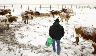 ADVANCE FOR WEEKEND EDITIONS - In this Jan. 5, 2017, photo, rancher Gary Lake feeds a dietary supplement to some of his herd of Texas Longhorn cattle in eastern El Paso County, Colorado. The herd is part of a beta testing program of a &amp;quot;fitbit&amp;quot; like chip tagged to the cattle&#39;s ear and transmits bio-data through a smartphone app. (Chuck Bigger/Daily Camera via AP)