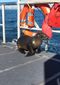 sea_lion_aboard_boat_17351.jpg