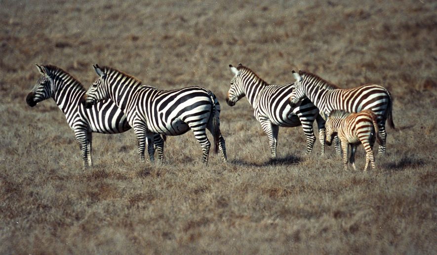 FILE -In this Oct. 16, 1996 file photo, Zebras graze on Hearst Ranch property near San Simeon, Calif. A zebra from the herd that roams the ranch around Hearst Castle was found dead and partly skinned on a beach near the ranch on California's central coast Saturday, Jan. 14, 2017. The San Luis Obispo County Sheriff's Department says the zebra died of natural causes and no foul play is suspected, but offered no explanation for the skinning. (David Middlecamp/The Tribune (of San Luis Obispo) via AP, File)