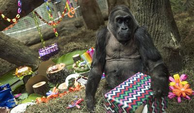 FILE – In this Dec. 22, 2016, file photo, Colo, the world&#39;s first gorilla born in a zoo, opens a present in her enclosure during her 60th birthday party at the Columbus Zoo and Aquarium in Columbus, Ohio. The Columbus Zoo and Aquarium said Tuesday, Jan. 17, 2017, that Colo, the oldest known gorilla in the U.S., died in her sleep less than a month after her 60th birthday. (AP Photo/Ty Wright, File)