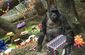 oldest_zoo_gorilla_dies_24761.jpg