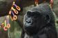 oldest_zoo_gorilla_dies_66986.jpg