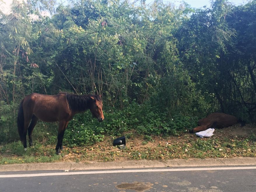 In this Jan. 15, 2017 photo, a dead horse that appears to have been hit by a car lies on the side of the street in Vieques, Puerto Rico. Puerto Rico's tiny Vieques island is famed for its scenery and its free-roaming horses. But there are now so many that officials have joined the Humane Society in a campaign to hold down the population with a campaign of contraceptive darts. (AP Photo/Danica Coto)