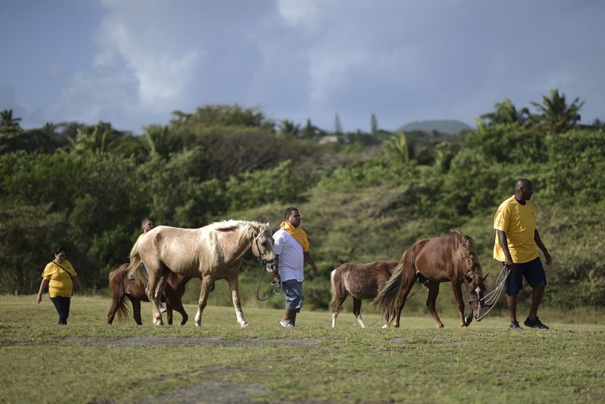 In this Jan. 14, 2017 photo, horse owners arrive for free veterinary services by the U.S. Humane Society as they carrying out a birth control campaign for horses in Vieques, Puerto Rico. Many locals keep their horses in open fields near the sea, where they graze until they’re needed next. Officials say that as a result, it’s nearly impossible to control the horse population and hold owners accountable when trouble occurs. (AP Photo/Carlos Giusti)