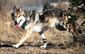 endangered_wolves_lawsuit_32054.jpg