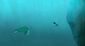 film_review_the_red_turtle_83333.jpg