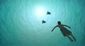 film_review_the_red_turtle_86196.jpg