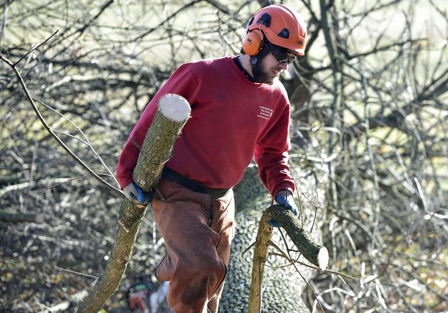 In a Friday, Jan. 13, 2017 photo, Dane Bricker carries branches to be cut at Scotland Campus, in Scotland, Pa. Cumberland Valley Tree Service is cutting down diseased ash trees at Scotland Campus at the entrance off Scotland Road. School officials say about 70 ash trees across campus must come down. The trees, which are hollowing out and dying, had served as a familiar entrance canopy for over 75 years. (Markell DeLoatch/Public Opinion via AP) /Public Opinion via AP)