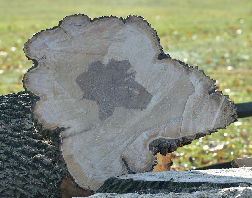 In a Jan. 13, 2017 photo, Cumberland Valley Tree Service is cutting down diseased ash trees at Scotland Campus at the entrance off Scotland Road, in Scotland, Pa. School officials say about 70 ash trees across campus must come down. The trees, which are hollowing out and dying, had served as a familiar entrance canopy for over 75 years. (Markell DeLoatch/Public Opinion via AP) /Public Opinion via AP)