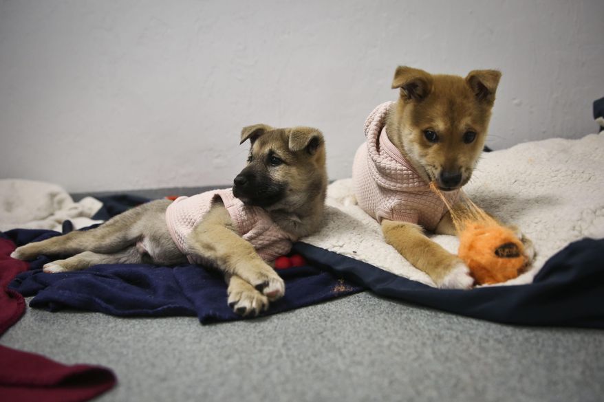 Two Korean Jindo-mix puppies, which were rescued, play at the Alachua County Humane Society in Gainesville, Fla., Jan. 17, 2016. The pair are among nearly 200 dogs rescued from a South Korean "meat farm" in early December, and if animal advocates had not intervened, likely would have been used for food. (Andrea Cornejo/Gainesville Sun via AP)