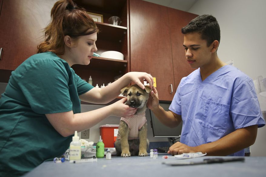 Veterinary Assistant Shelby Hardy and volunteer Keith Downey examine Bernard, a Korean Jindo-mix puppy who was rescued at the Alachua County Humane Society in Gainesville, Fla., Jan. 17, 2016. Bernard was among nearly 200 dogs rescued from a South Korean "meat farm" in early December, and if animal advocates had not intervened, likely would have been used for food. (Andrea Cornejo/Gainesville Sun via AP)