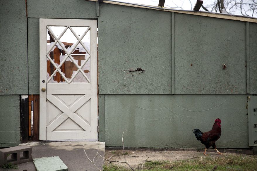 A rooster walks by a damaged building on a farm that was hit by a tornado, Sunday, Jan. 22, 2017, in Adel, Ga. (AP Photo/Branden Camp)
