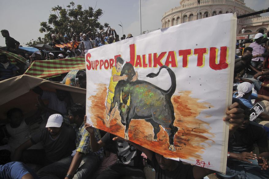 A protestor holds a placard supporting Jallikattu, a traditional bull-taming sport banned by India&#39;s top court, as thousands gather demanding that the sport be allowed to resume unhindered at the Marina beach in Chennai, India, Sunday, Jan.22, 2017. The sport was performed in parts of southern India on Sunday after Tamil Nadu state government signed an executive order Saturday allowing Jallikattu contests to take place Sunday. (AP Photo)