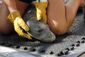 hawaiian_monk_seals_44782.jpg