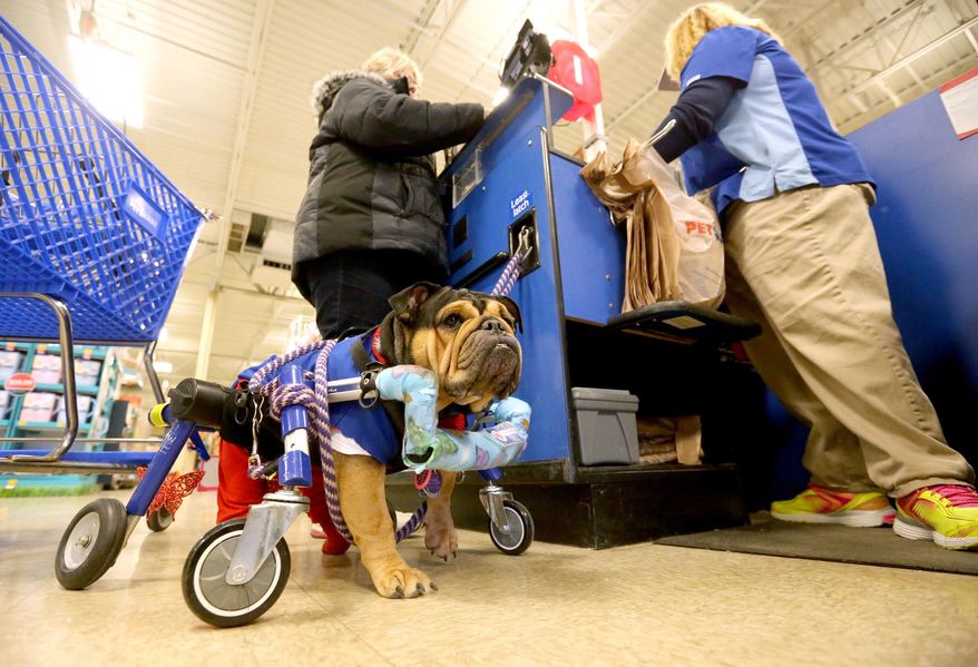 ADVANCE FOR SATURDAY, JAN. 28, 2017 - In this Monday, Jan. 16, 2017 photo, Butterfly, a bulldog, stands by while her owner, Jane Wickler, helps a customer at PetSmart in Dubuque, Iowa. Wickler, who works at the store, often brings Butterfly with her. (Jessica Reilly /Telegraph Herald via AP)