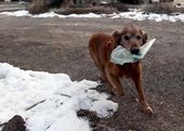 newspaper_delivery_dog_28531.jpg