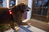newspaper_delivery_dog_57550.jpg