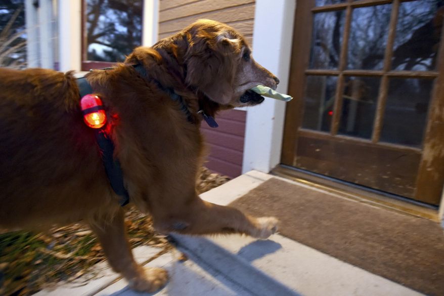 ADVANCE FOR RELEASE SATURDAY, JAN. 28, 2017, AT 12:01 A.M. MST. AND THEREAFTER - In this Jan. 24, 2017 photo, Quincy takes a Daily Camera newspaper up to the steps of one of his neighbors in Boulder, Colo. Boulder resident, Paul Goldan, takes his dog, Quincy, out every morning to have him deliver newspapers from the street to the doorsteps of the homes in the neighborhood. (Cliff Grassmick/Daily Camera via AP)