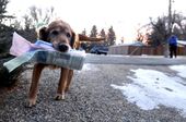 newspaper_delivery_dog_97060.jpg