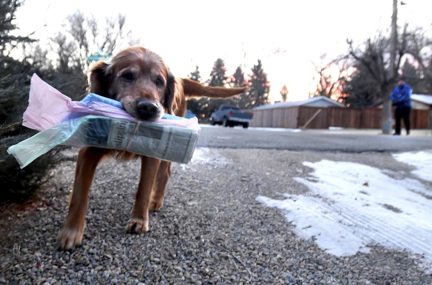 ADVANCE FOR RELEASE SATURDAY, JAN. 28, 2017, AT 12:01 A.M. MST. AND THEREAFTER - In this Jan. 24, 2017, Quincy takes a Daily Camera newspaper up to the steps of one of his neighbors in Boulder, Colo. Boulder resident, Paul Goldan, takes his dog, Quincy, out every morning to have him deliver newspapers from the street to the doorsteps of the homes in the neighborhood. (Cliff Grassmick/Daily Camera via AP)