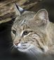 zoo_escaped_bobcat_76763.jpg