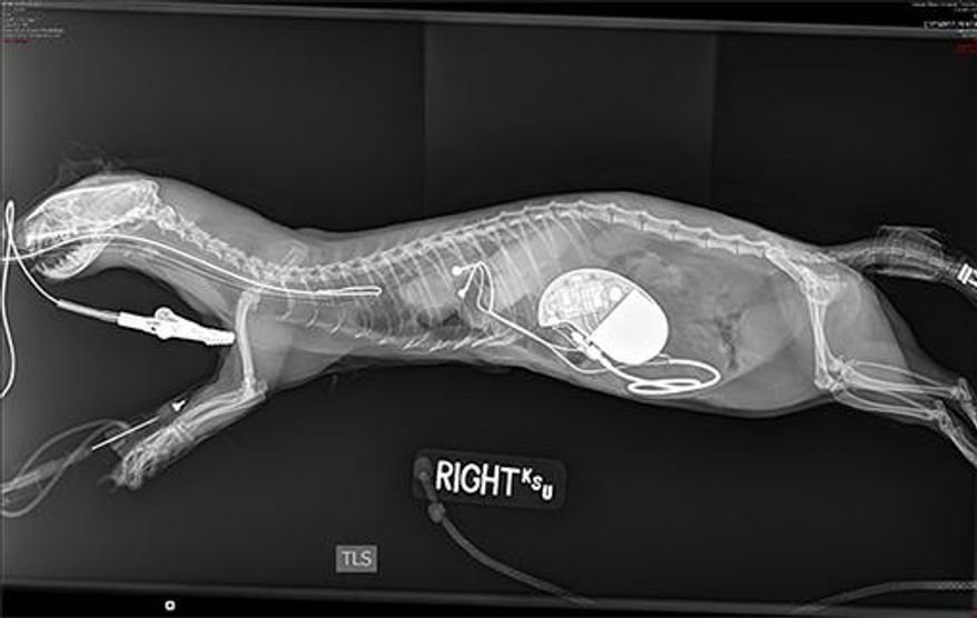 This image provided by Kansas State University shows the radiograph revealing the implantation of the pacemaker in the abdomen of a ferret at Kansas State University&#39;s Veterinary Health Center in Manhattan, Kan.  The ferret, named Zelda,  is recovering at home after receiving a heart pacemaker during a rare surgery at the university.  Owner Carl Hobi took Zelda to the Veterinary Health Center in Manhattan after Christmas because she was diagnosed with a third-degree block in her heart, which caused a low heart beat and a lack of energy. (Kansas State University via AP)
