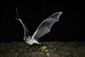 bat_robot_64302.jpg