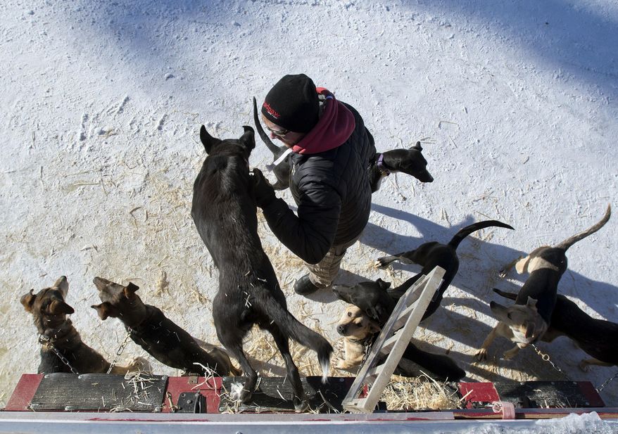ADVANCE FOR THE WEEKEND OF FEB. 4-5 AND THEREAFTER - In a Jan. 17, 2017 photo, John Stewart unloads his sled dog team before a training run in Alpine, Wyo. Stewart and his wife Liz Stewart are both avid mushers. Mushers have to let their dogs out several times a day to eat, stretch their legs and relieve themselves. (Bradly J. Boner/Jackson Hole News&Guide via AP) (Bradly J. Boner/Jackson Hole News&Guide via AP)