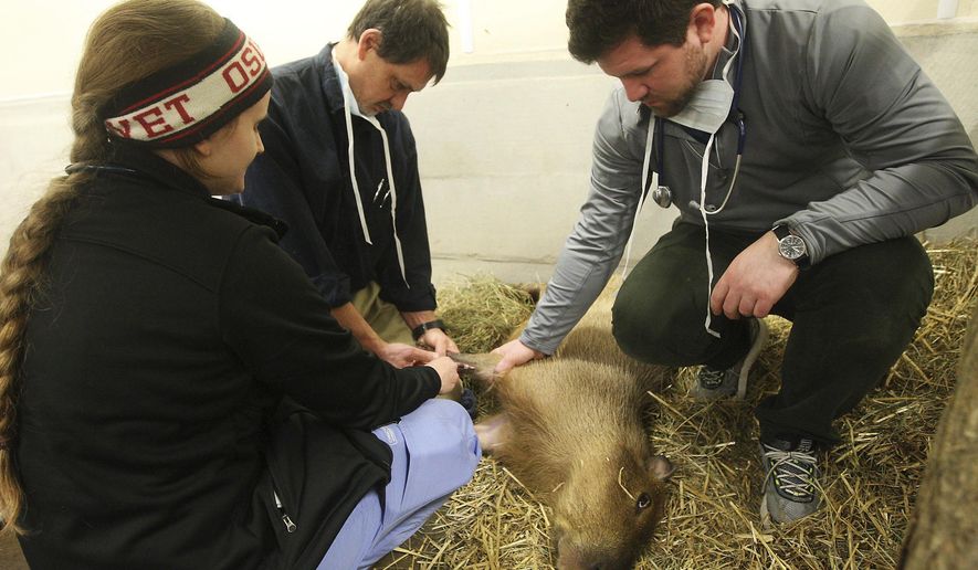 ADVANCE FOR USE SUNDAY, FEB. 5, 2017 AND THEREAFTER - In this Jan. 12, 2017 photo, from left, Dr. Katherine Turpen, Dr. Kenneth Welle and fourth year veterinary student Nick Yohanna of the University of Illinois College of Veterinary Medicine examine capybara, Bud, after he started eating less than usual during a recent health check at the Scovill Zoo in Decatur, Ill. Welle visits the zoo twice a month, to make sure every animal gets an annual checkup and any animal with medical needs gets treated. (Jim Bowling/Herald & Review via AP)