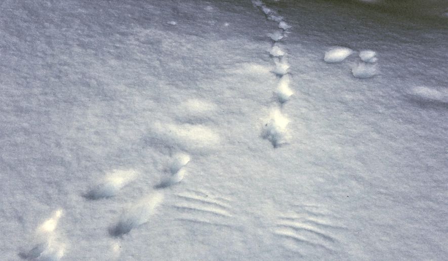 In this Jan. 22, 2017, photo a mountain grouse track crosses a snowshoe hare track at Mount Spokane State Park in Washington. (Rich Landers/The Spokesman-Review via AP)