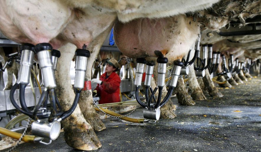 FILE - In this March 5, 2009 file photo, an Hispanic worker watches the milking operation at a farm in Fairfield, Vt. Agriculture officials meeting Thursday, Feb. 2, 2017, in Williston discussed ways to possibly replace Latino farmworkers who are key to the the state's dairy industry, should they be targeted under the Trump administration's immigrant policy. (AP Photo/Toby Talbot, File)