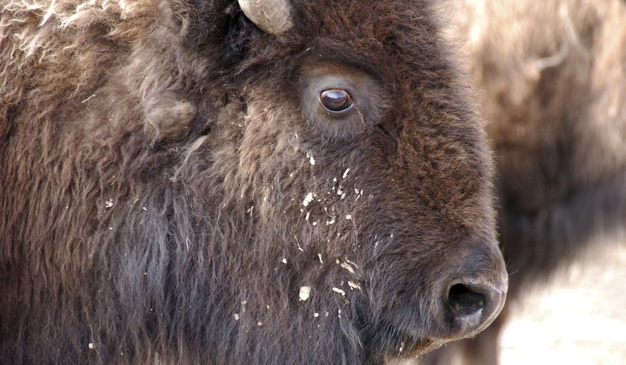 This March 9, 2016 photo shows a bison from Yellowstone National Park being held for shipment to slaughter near Gardiner, Mont. A deal disclosed Thursday, Feb. 2, 2017, will allow the mass slaughter of hundreds of wild bison migrating from Yellowstone National Park, while sparing 25 animals that American Indian tribes want to start new herds. (AP Photo/Matthew Brown)