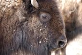 yellowstone_bison_slaughter_01424.jpg