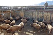yellowstone_bison_slaughter_43335.jpg