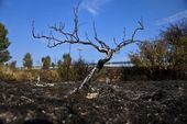 chile_wildfires_71682.jpg