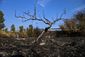 chile_wildfires_71682.jpg