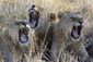 south_africa_lion_bones_87213.jpg