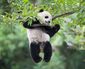 panda_goodbye_19583.jpg