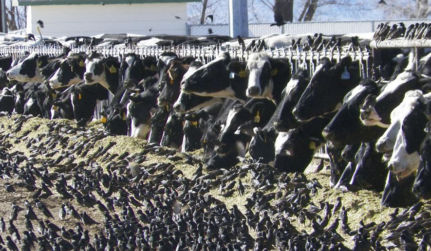 In this undated photo provided by the USDA Animal and Plant Health Inspection Service, a flock of European starlings litter a feedlot in Fallon, Nev. Land owners surprised to discover tens of thousands of dead birds across the high desert are criticizing the federal government over a mass killing of starlings in northern Nevada. An Agriculture Department spokesman said a pesticide was used to destroy the birds to prevent the spread of disease to dairy cows. Some area residents, however, say the government should have done more to alert the public and to dispose of the dead birds. (AP Photo/USDA APHIS, Jack Spencer) ** FILE **